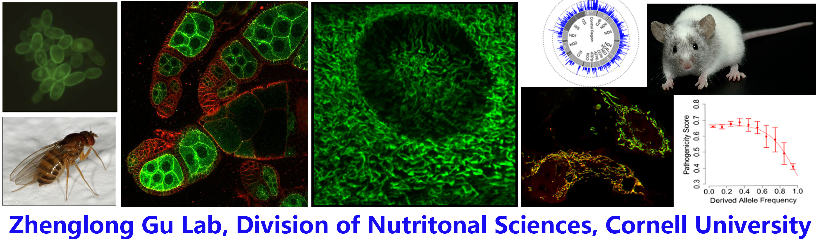 Gu Laboratory: Research